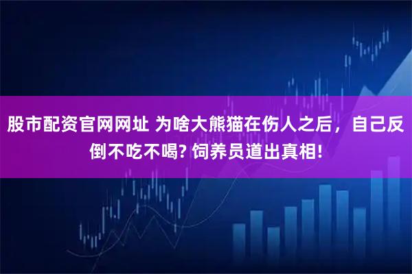 股市配资官网网址 为啥大熊猫在伤人之后，自己反倒不吃不喝? 饲养员道出真相!