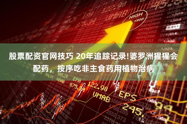 股票配资官网技巧 20年追踪记录!婆罗洲猩猩会配药,按序吃非主食药用植物治病